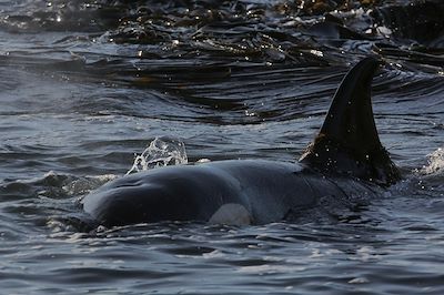 Un été dans les cinquantièmes hurlants 3