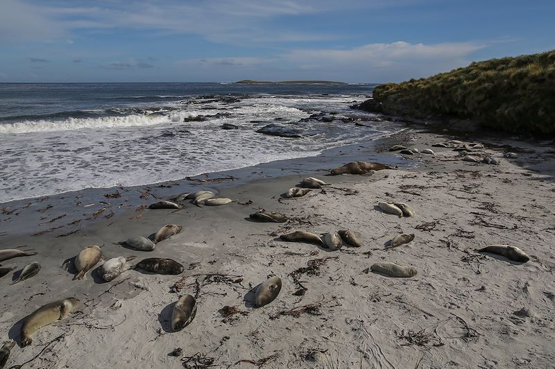 Un été dans les cinquantièmes hurlants