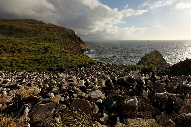 Exploration de la faune des îles Malouines avec Rémy Marion