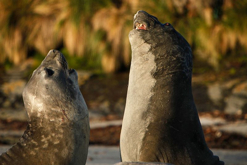 Exploration de la faune des îles Malouines avec Rémy Marion