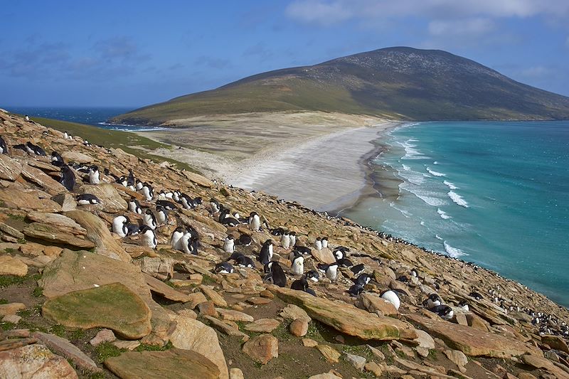 Colonie de Gorfous sauteurs - Saunders Island - Îles Malouines