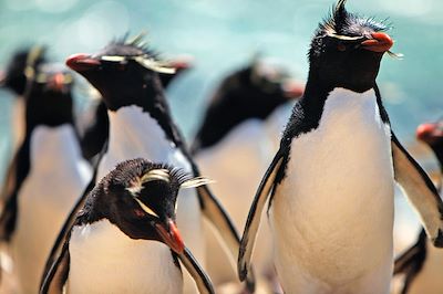 Un été dans les cinquantièmes hurlants 2