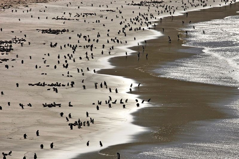 Manchots de Magellan sur l'île Saunders - Îles Malouines