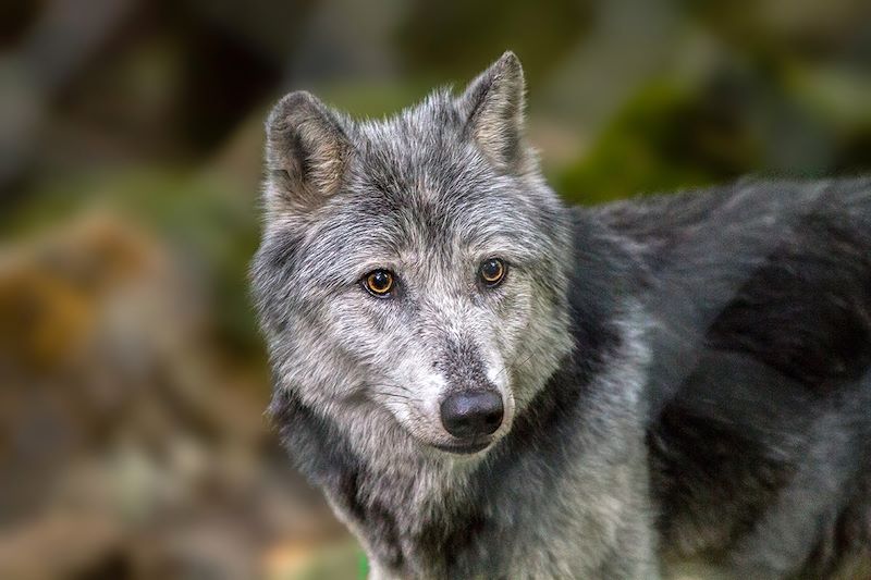 La Maison des Loups à Orlu - Haute-Ariège - France