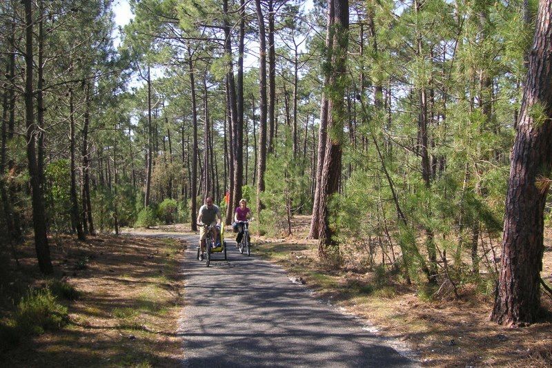 Sentier En Bois Et Banc En Bois Dans Le Parc De La Teste-de-buch Dans Le  Sud-ouest De La France