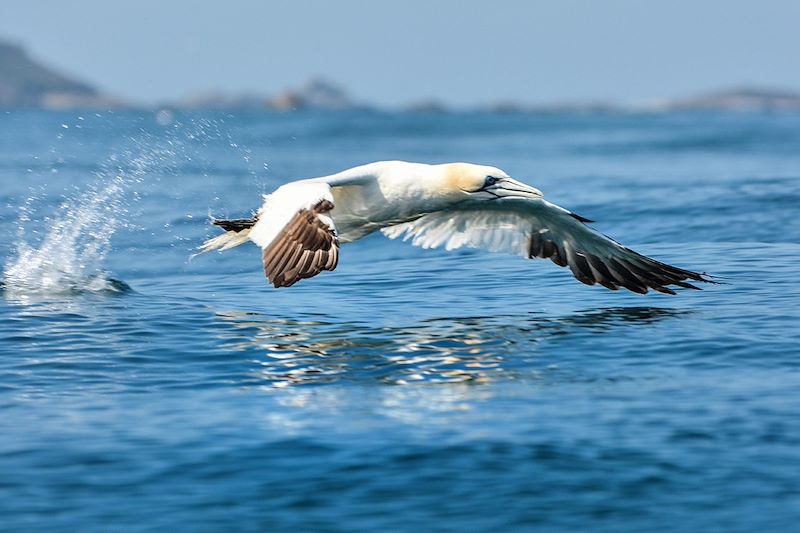 Fou de Bassan dans les Sept-Îles - Bretagne - France