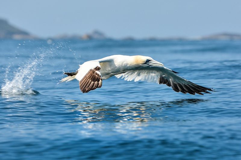 Fou de Bassan dans les Sept-Îles - Bretagne - France