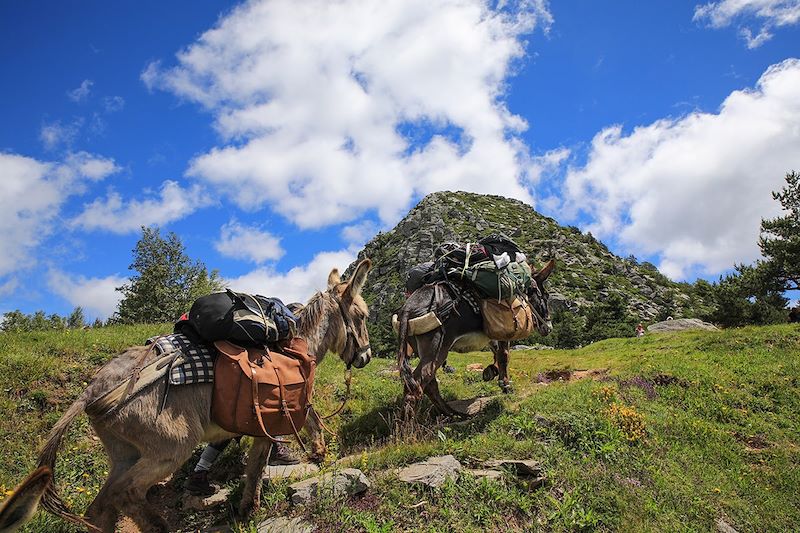 Vagabond'ânes sur les Monts d'Ardèche