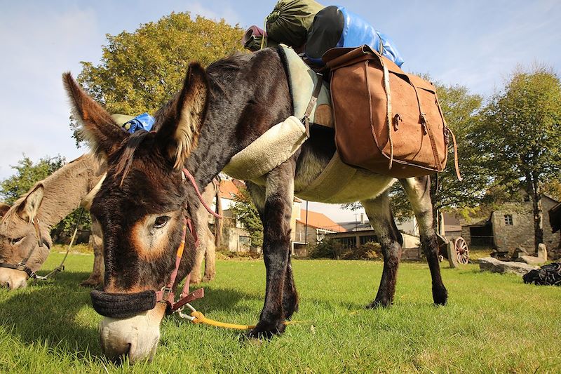 Vagabond'ânes sur les Monts d'Ardèche