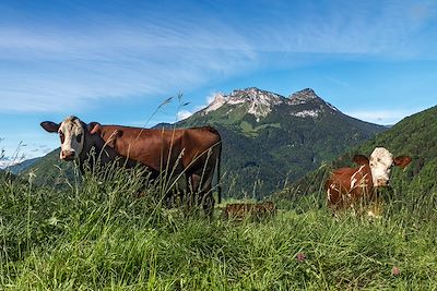 Yog'Alpes et tome des Bauges 4