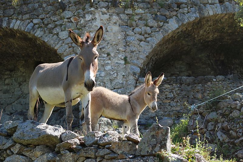 Des Cévennes et des ânes