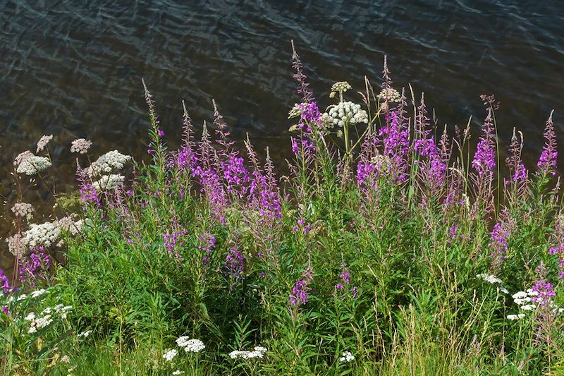 À la rencontre de nos plantes sauvages