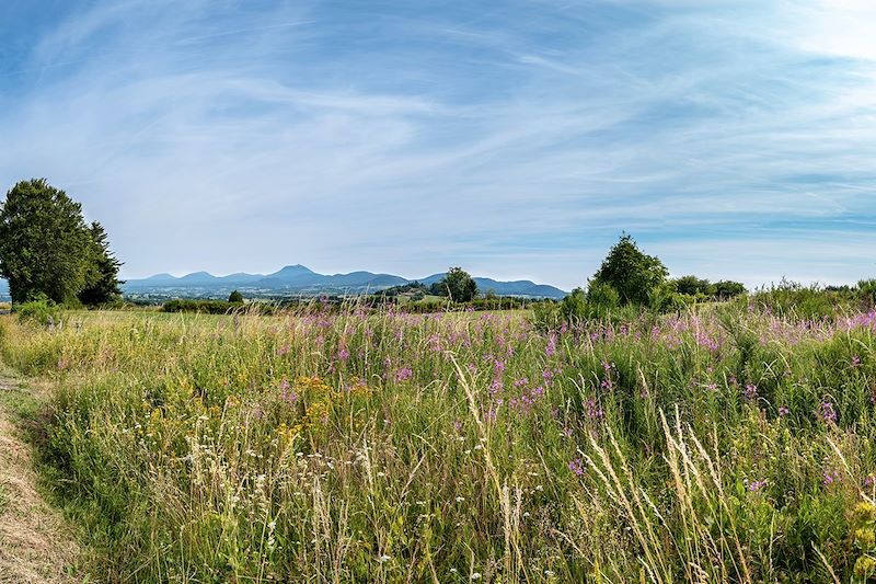 À la rencontre de nos plantes sauvages