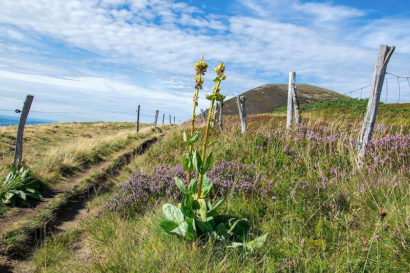 À la rencontre de nos plantes sauvages