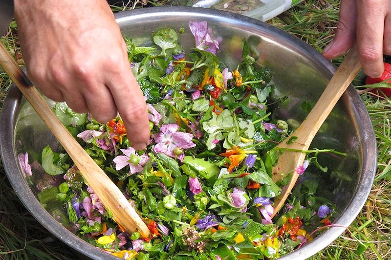 À la rencontre de nos plantes sauvages