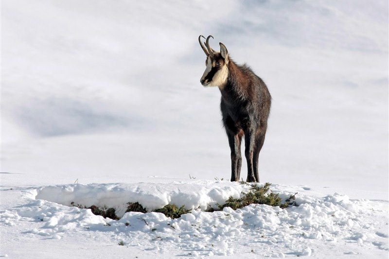 Chamois dans la neige - Queyras - France