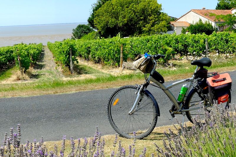 Route de Royan à Vitrezay - Charente-Maritime - France