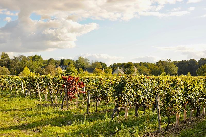 Vignoble en Touraine - France