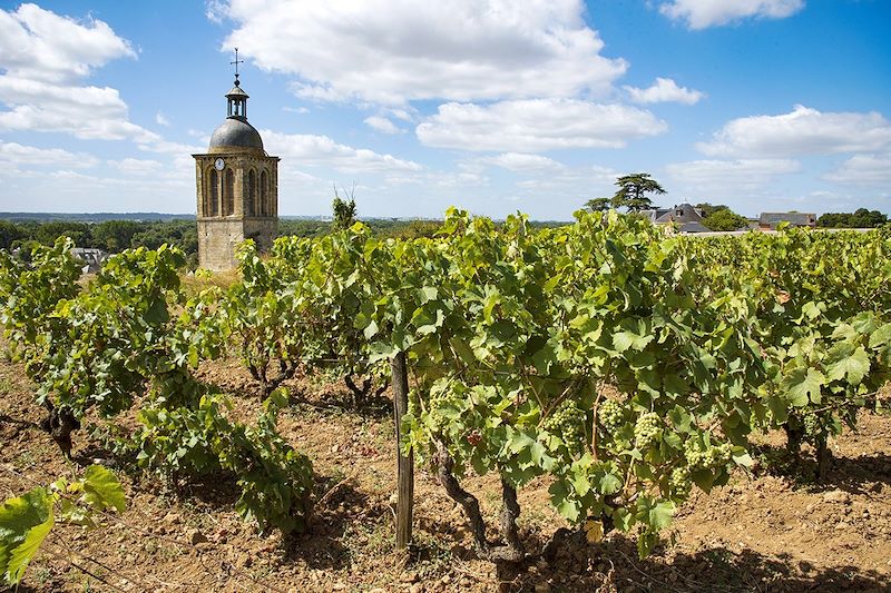 Vignoble à Vouvray - Indre-et-Loire - Loire - France