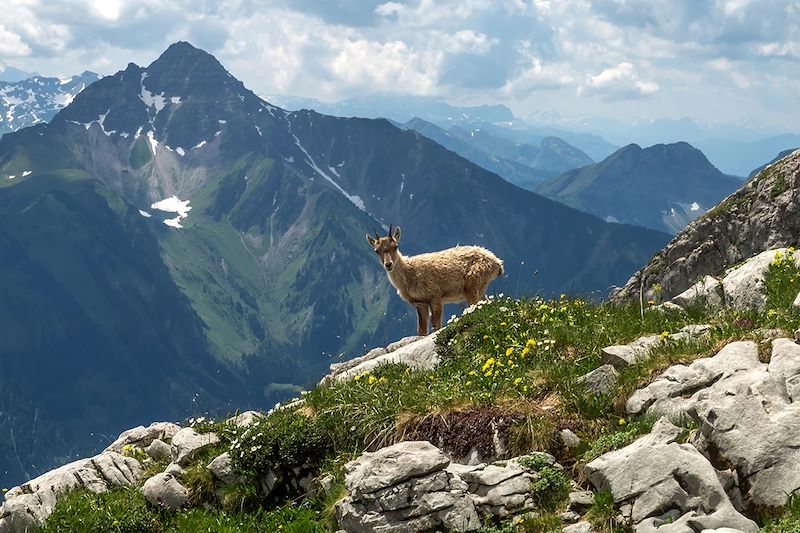 Bouquetin dans le Massif du Chablais - Haute-Savoie - France