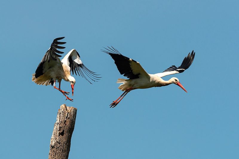 Cigogne blanche au Parc Naturel Régional des Marais du Cotentin et du Bessin  - France