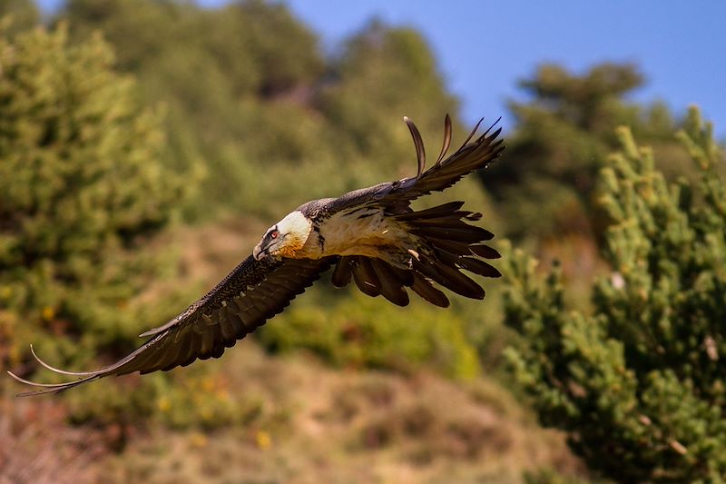 Gypaète barbu dans les Pyrénées - France