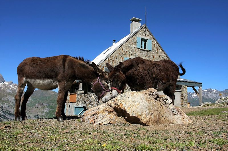 Ânes au refuge des Espuguettes - Pyrénées - France