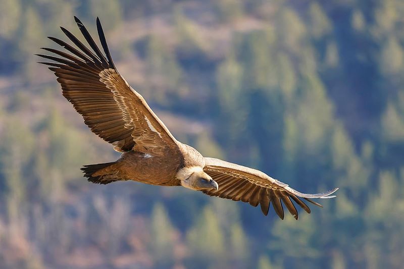 Vautour fauve - Rémuzat - Drôme - Auvergne-Rhône-Alpes - France