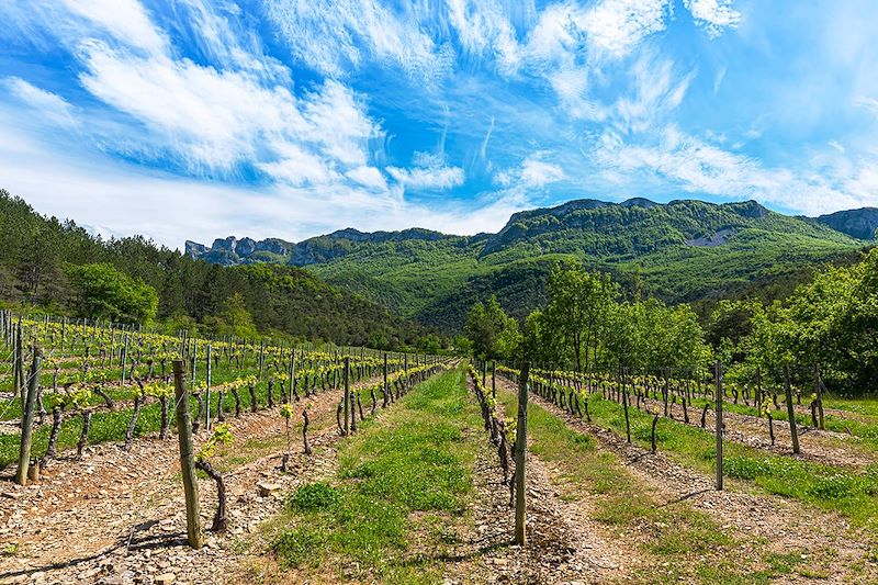 Vignobles près de Die - Drôme - France