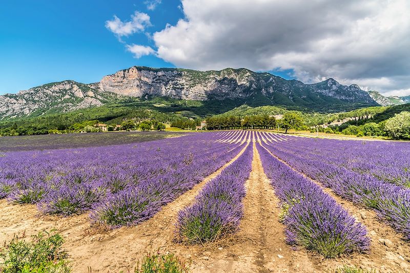 Champs de lavande près de Saoû - Drôme - France