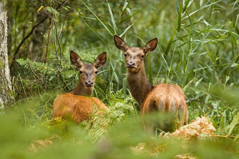 Biches en Sologne - France