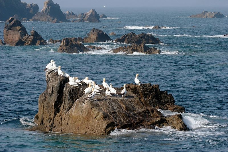 Fous de Bassan dans les Sept-Îles - Bretagne - France