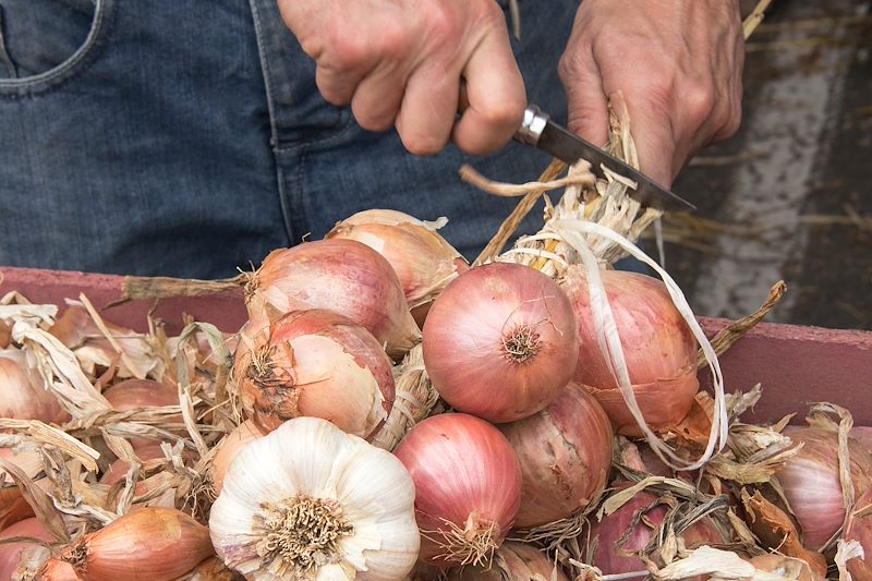 Fabrique d'une tresse d'oignons rosés de Roscoff - Bretagne - France