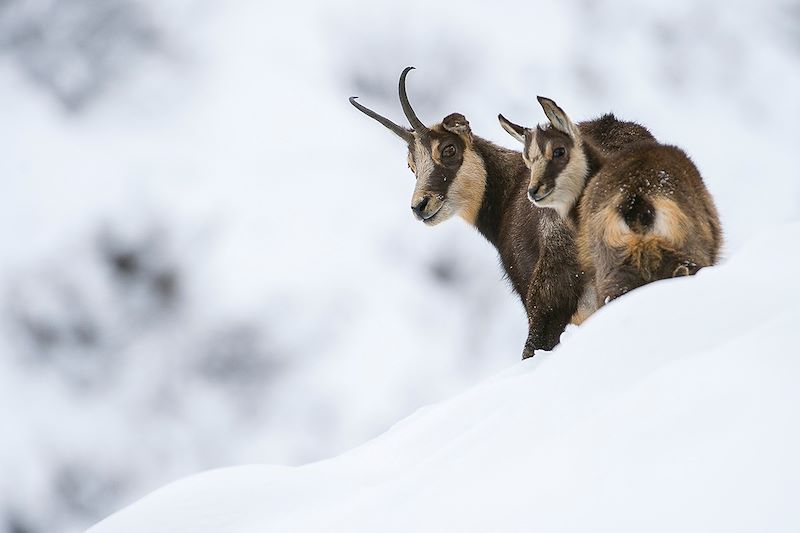 Chamois dans les Alpes - France