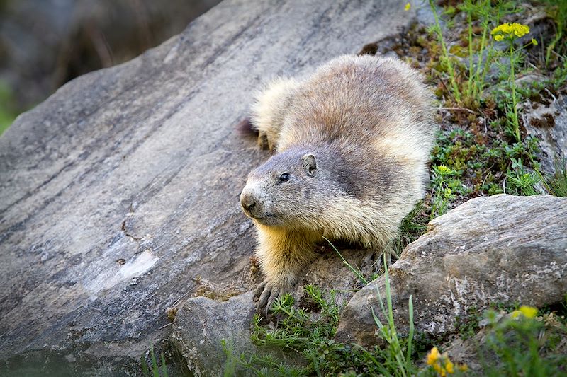 Marmotte en Savoie - Auvergne-Rhône-Alpes - France