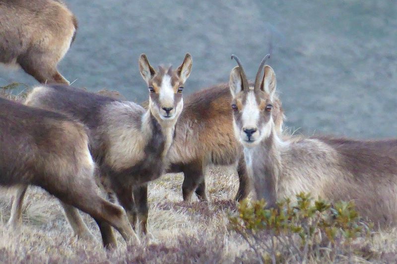 Isards dans le Val d'Aube - Hautes-Pyrénées - France