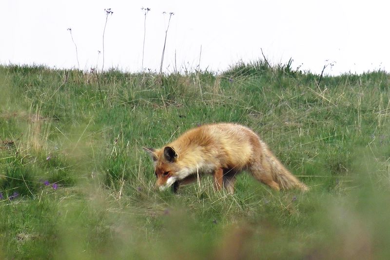 Renard dans les Hautes-Pyrénées - France