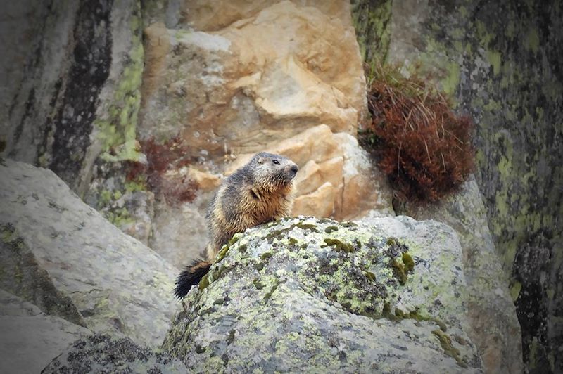 Marmotte dans la Vallée de la Pez - Hautes-Pyrénées - France