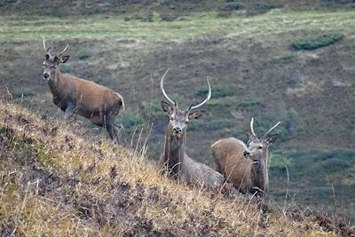 Randos Pyrénéennes: brame et été indien
