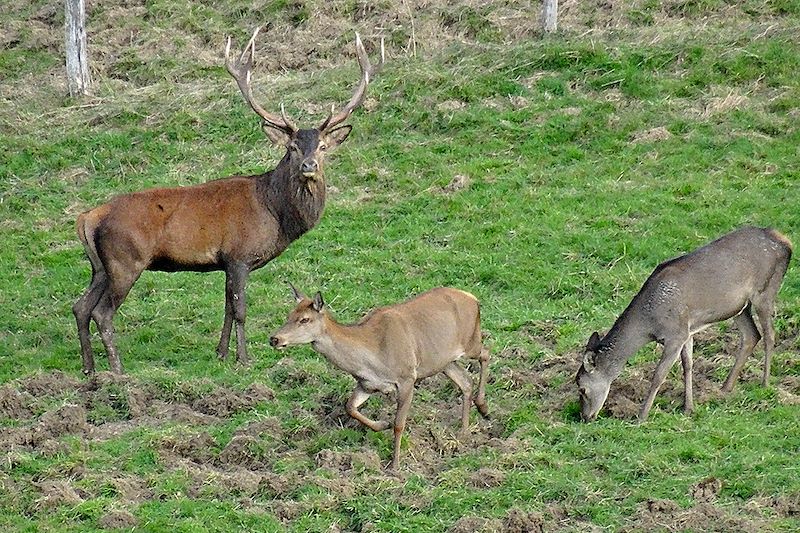 Biches et cerfs dans les Hautes-Pyrénées - France