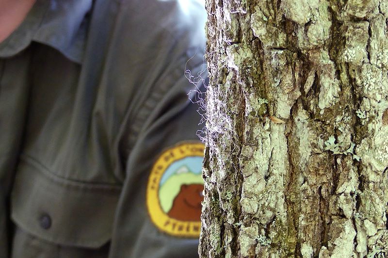 Poils d'ours sur un arbre - Pyrénées - France