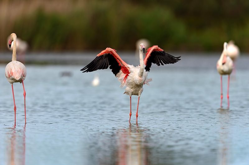 Flamants roses en Occitanie - France