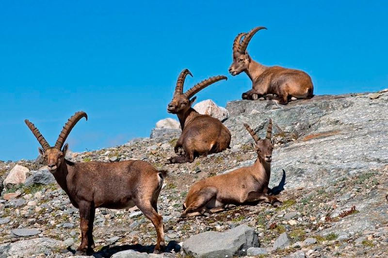 Le parc de la Vanoise 