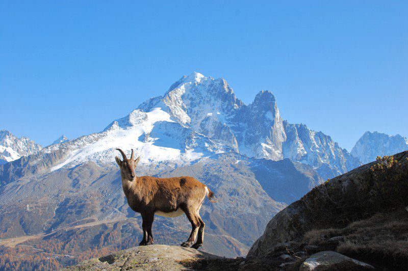 Le tour du Mont-Blanc (classique)