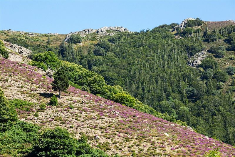 Le Caroux, perle sauvage des Cévennes