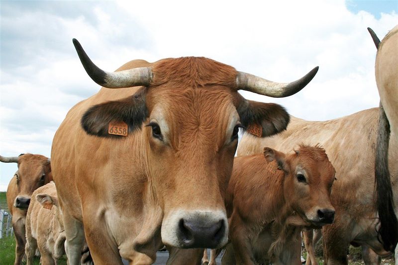 Découverte de l'Aubrac