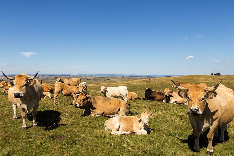 Découverte de l'Aubrac