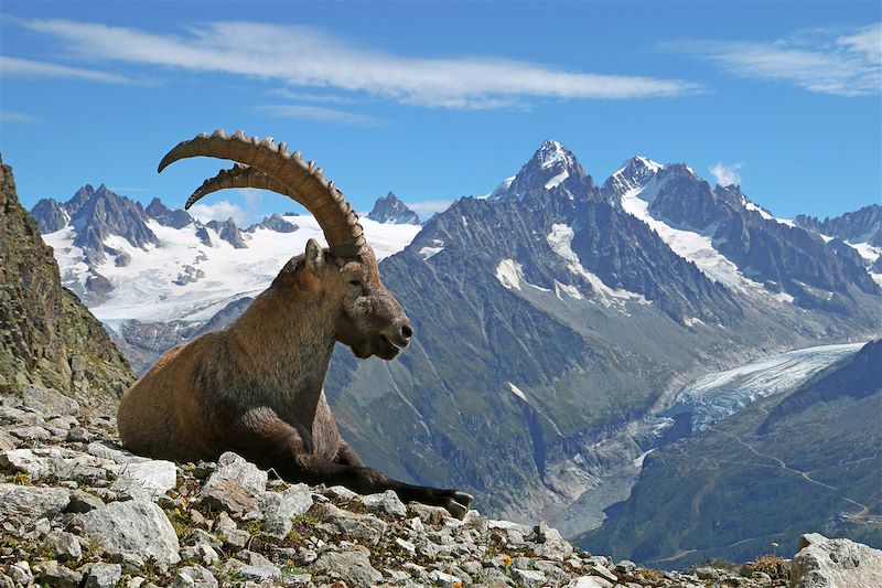 Grand panorama du Mont-Blanc