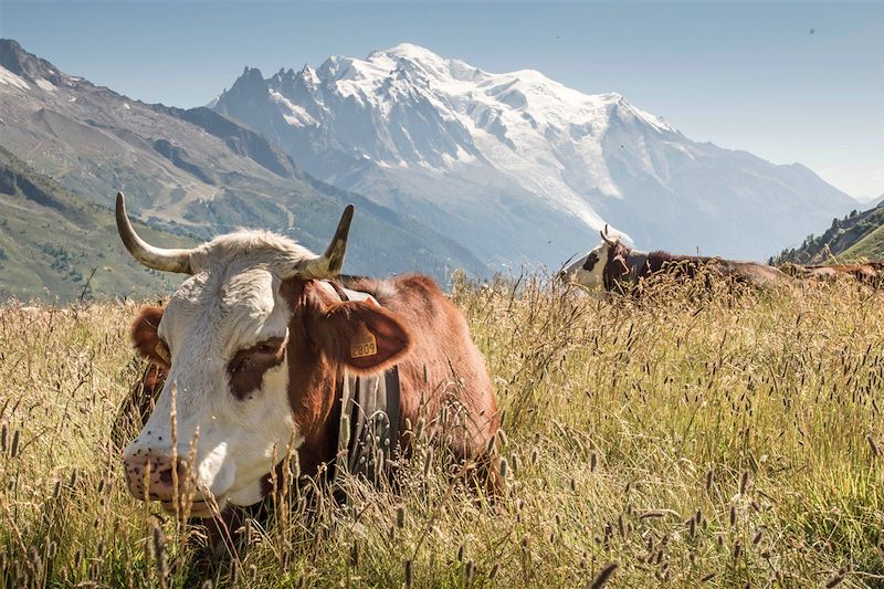 Grand panorama du Mont-Blanc