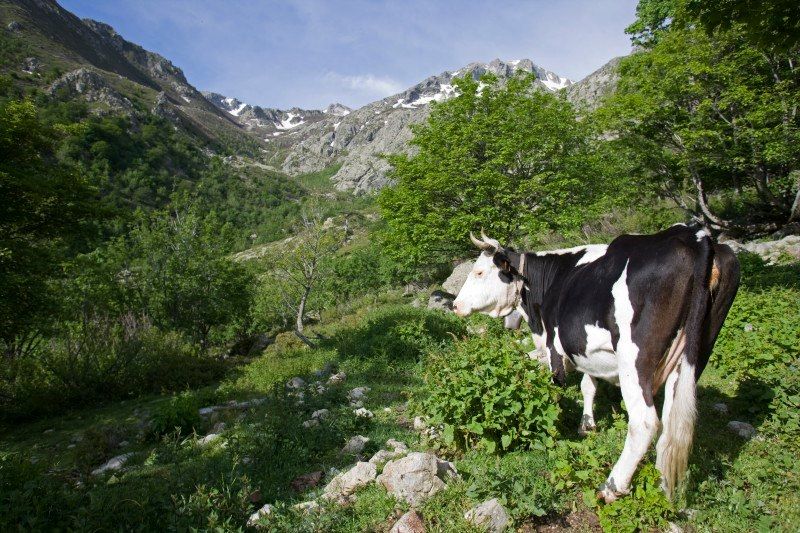 GR20 Nord - De Tattone à Bonifatu